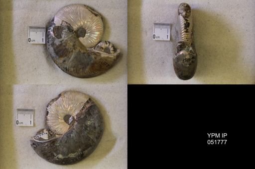 Hoploscaphites nicolletii
