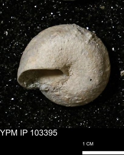 Poecilozonites bermudensis zonatus