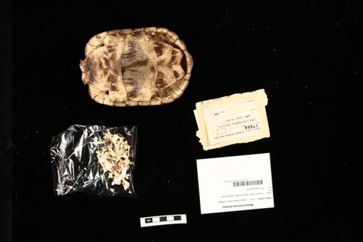 Malacochersus tornieri