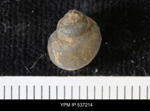 Viviparus montanaensis