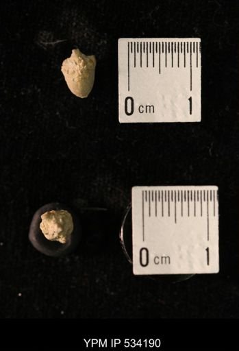 Talarocrinus sp.