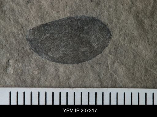 Paracarcinosoma cf. scorpionis