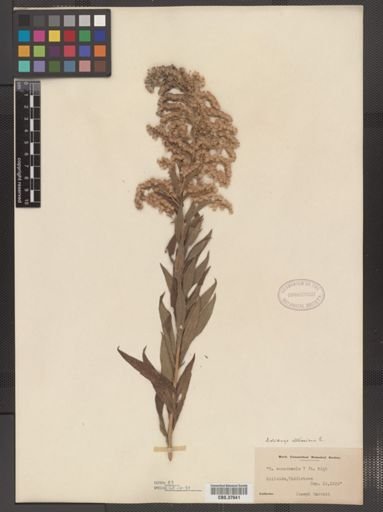 Solidago altissima