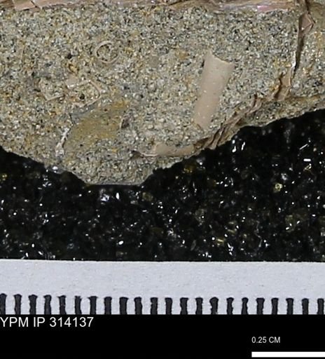 undet. Scaphopoda