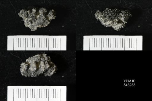 Gennaeocrinus variabilis