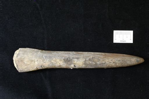 Belemnites sp.