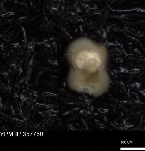 undet. Foraminiferida