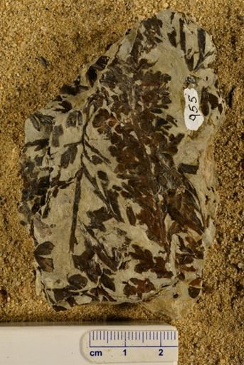 Triphyllopteris rarinervis