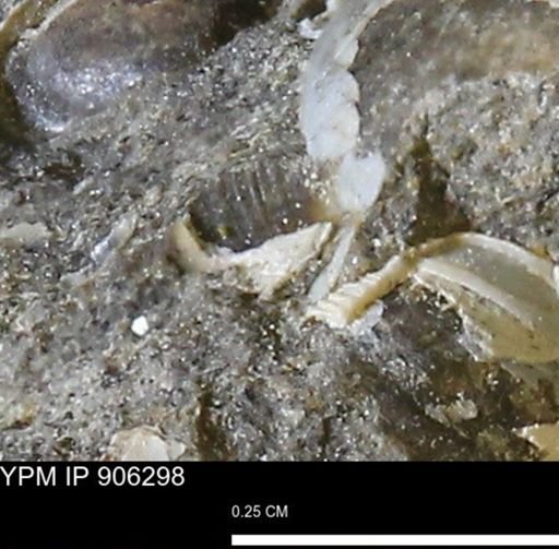Corbulamella?