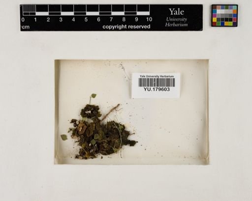 Plantae