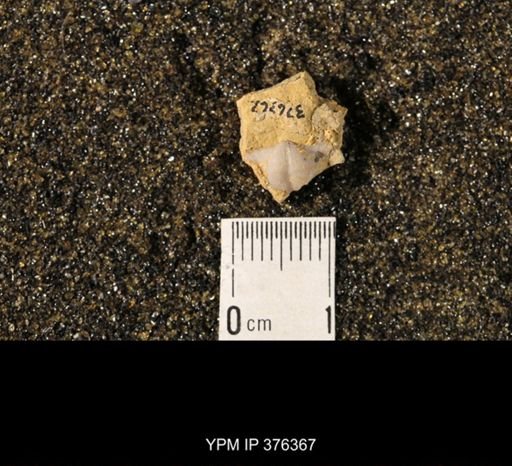 Chonetina verneuiliana wyandottensis