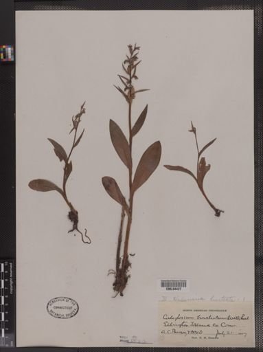 Coeloglossum bracteatum