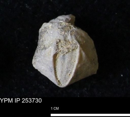 Pentremites sp.