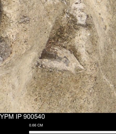 undet. Bivalvia
