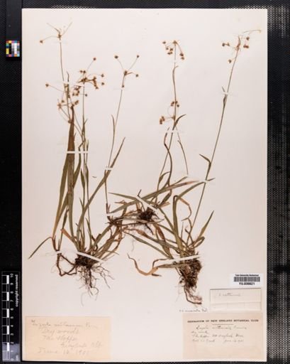 Luzula acuminata