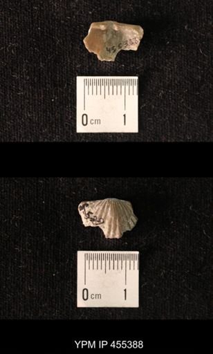 Platystrophia dentata