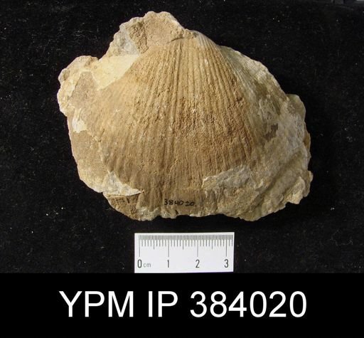 Spirifer arenosus