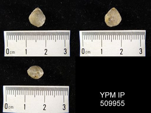 undet. Meristelloidea