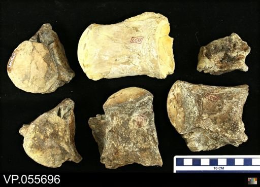 Mosasauridae