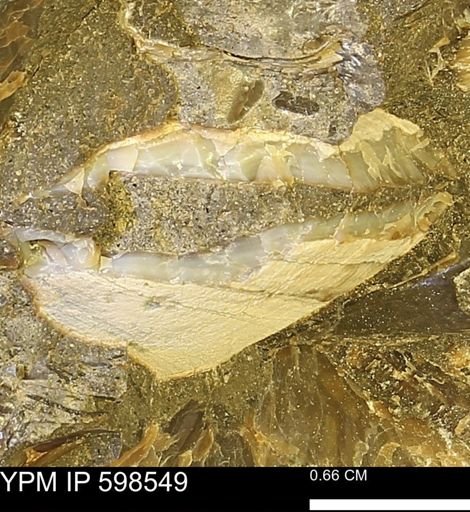 Inoceramus sp.