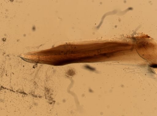 Eunicidae