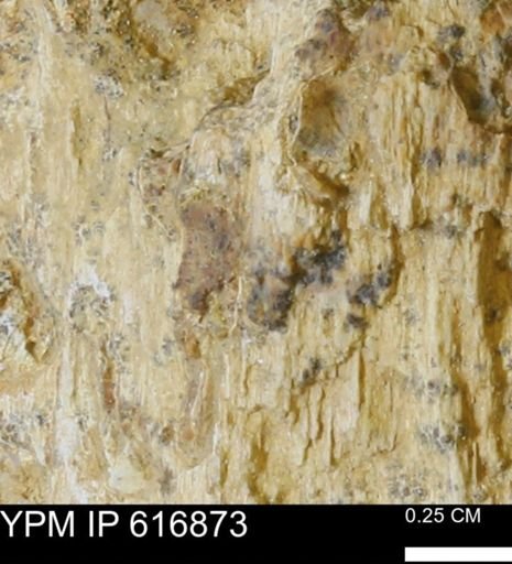 Teredo sp.