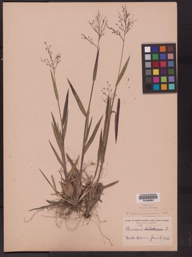 Panicum