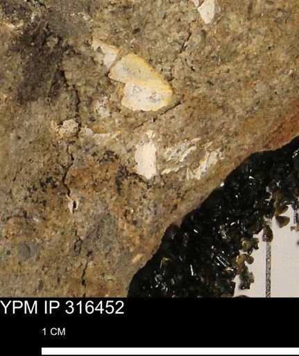 undet. Mollusca