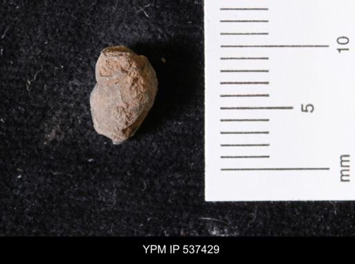 Goniobasis ortmanni