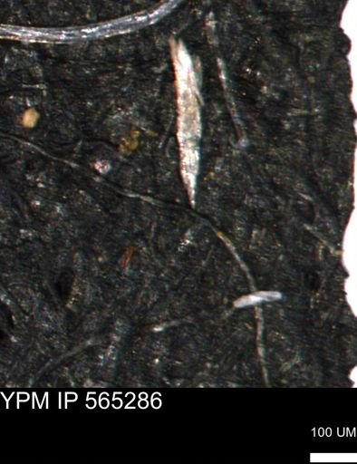 undet. Foraminiferida