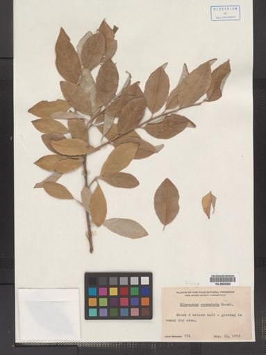 Plantae