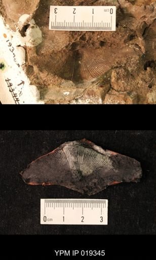 Cyrtospirifer altiplicus