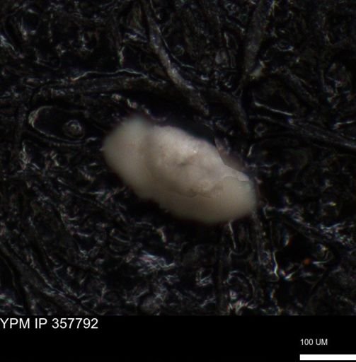 undet. Foraminiferida