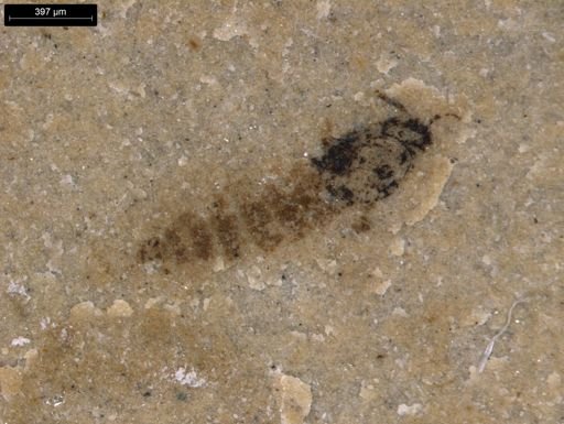 taxon undetermined
