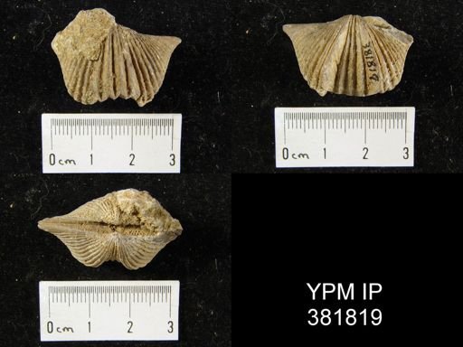 Platystrophia acutilirata
