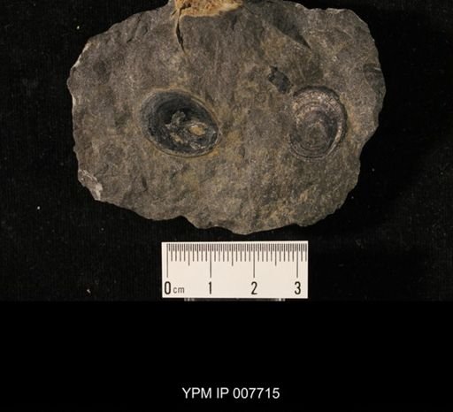 Orbiculoidea jervisensis