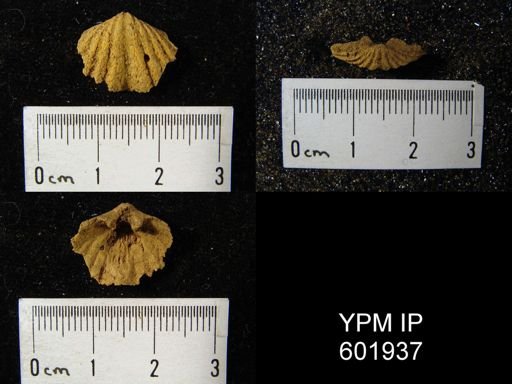 Howellella cycloptera