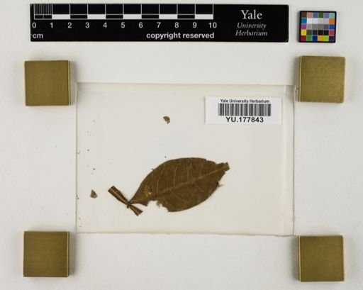Plantae