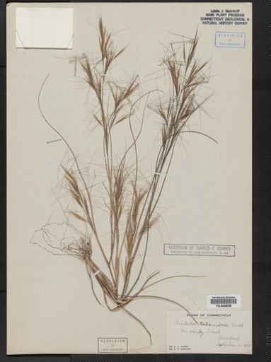 Aristida tuberculosa