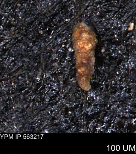 Verneuilinoides hectori