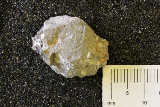 undet. Bivalvia