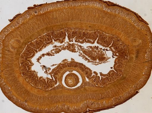 Amphiporus gelatinosus