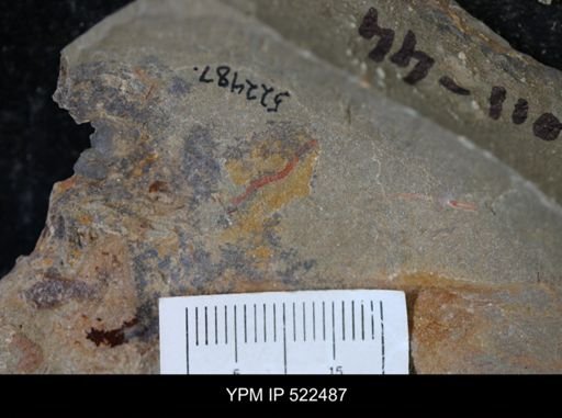 undet. Ichnofossil