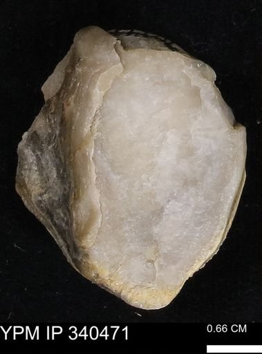 Ostrea glabra