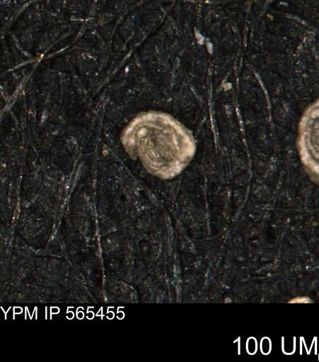 Spirolocammina planula