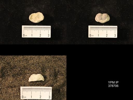 Marginifera wabashensis