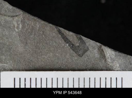 undet. Eurypterida