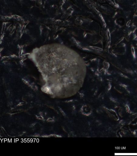 undet. Foraminiferida