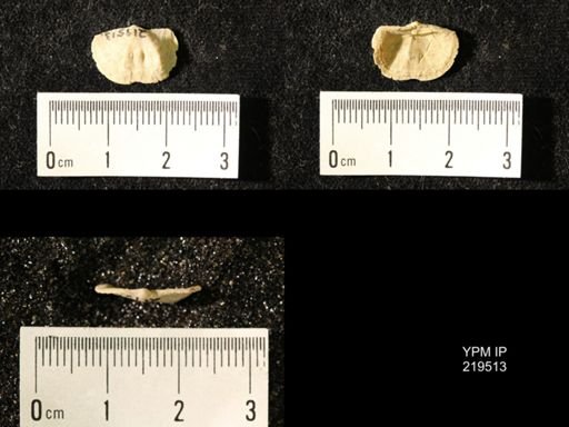 Chonetes granulifer