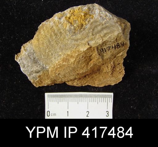 Stropheodonta beckii